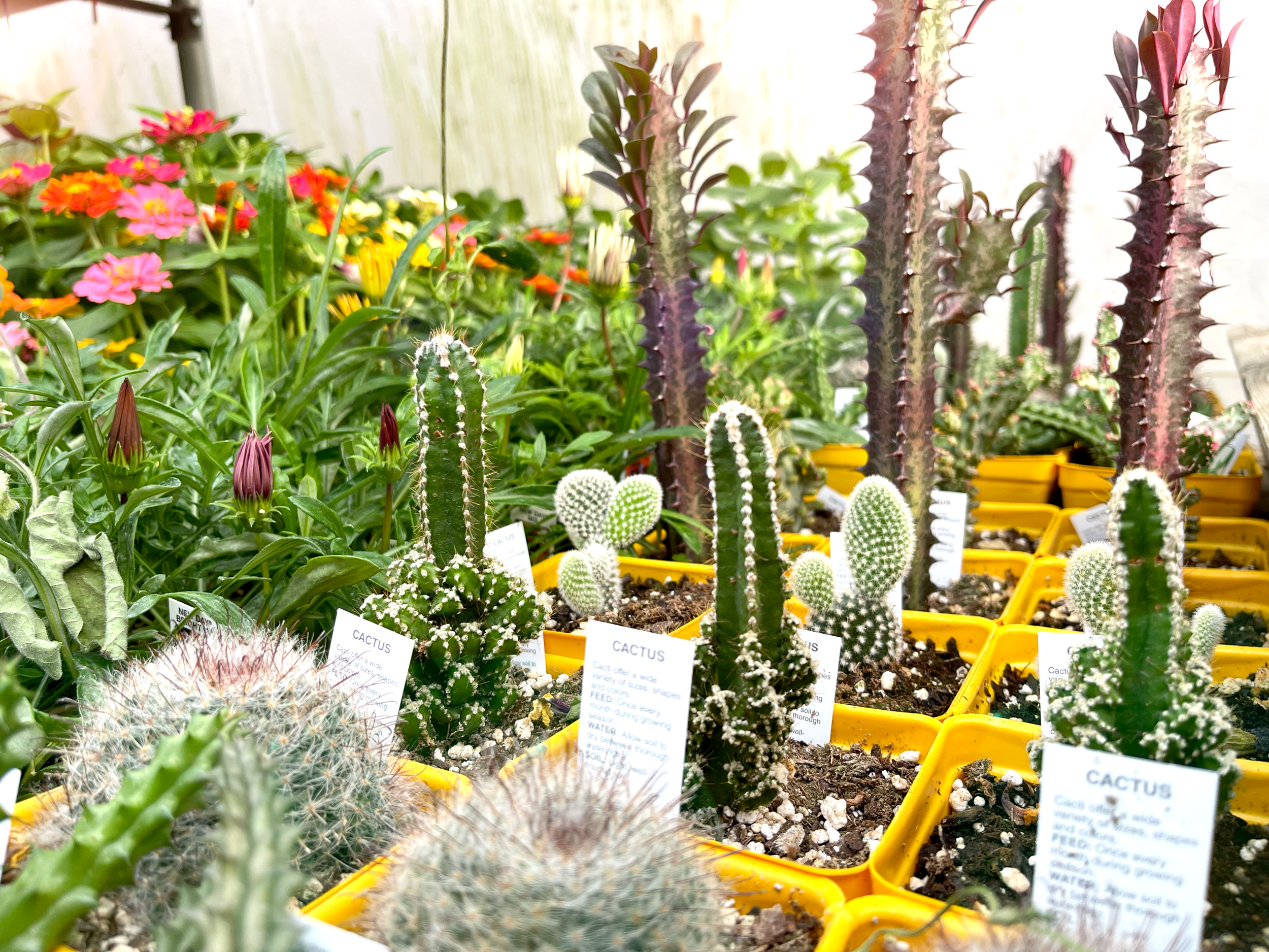 cacti.png