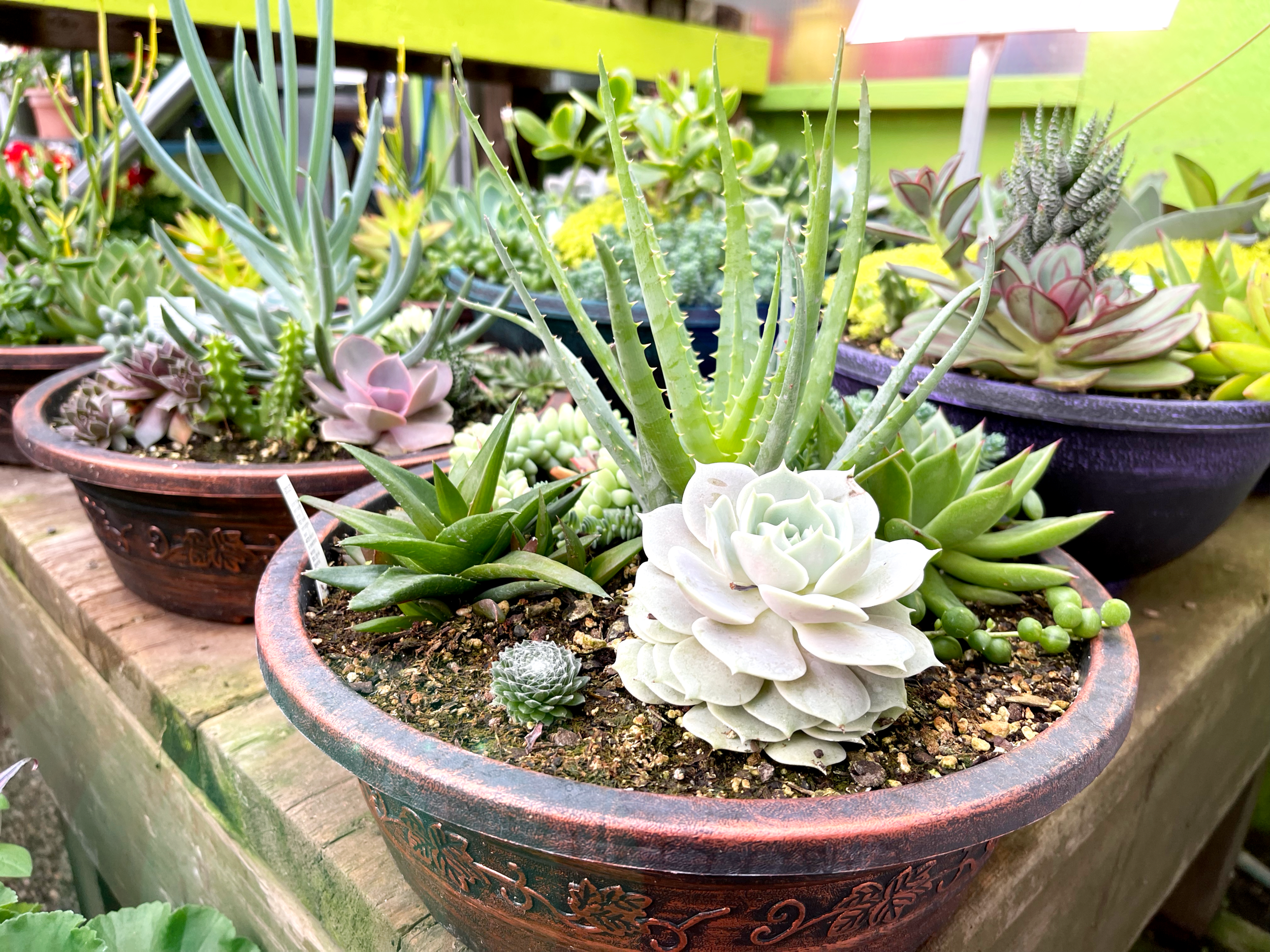 succulent pot.png