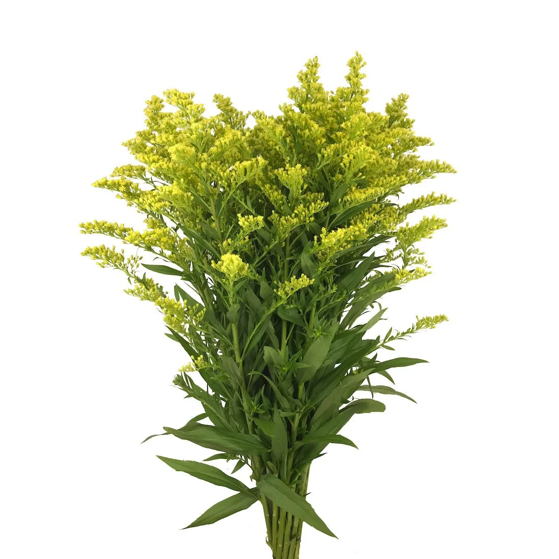 solidago-yellow.jpg