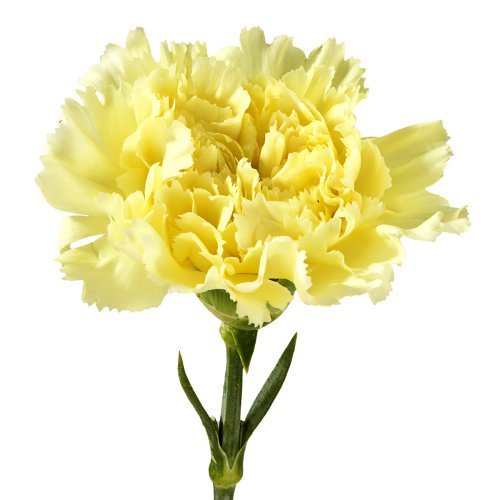 Yellow Carnations (from $0.89 each)