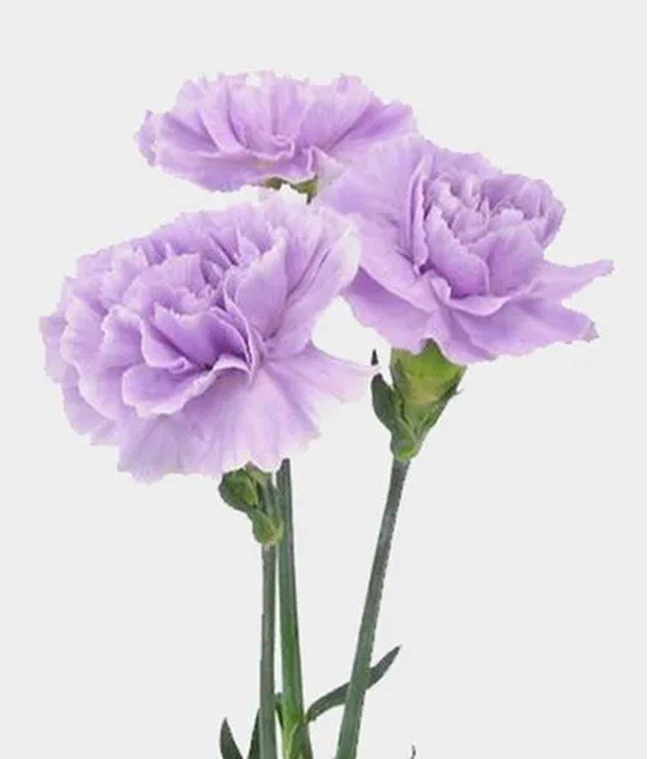 Deep Purple Moonvista Fancy Carnation Flower