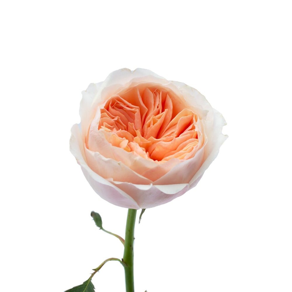 David Austin English Garden Roses - Juliet in Light Peach