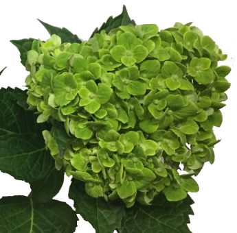 ESMERALDA Solid Green Hydrangeas