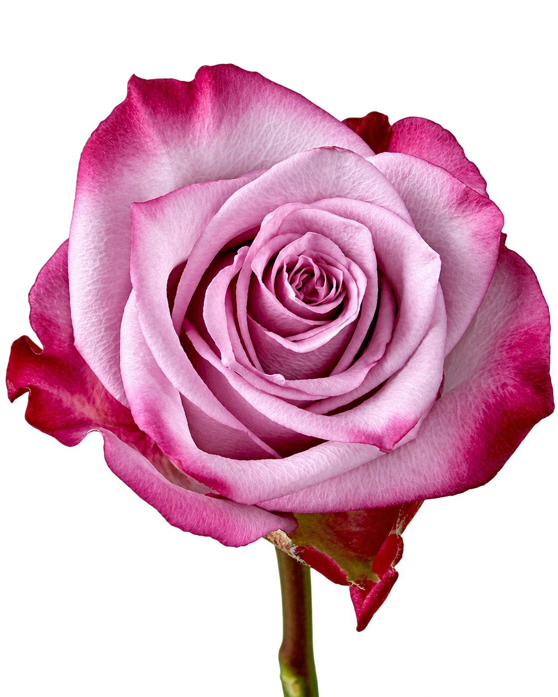 deep purple.png
