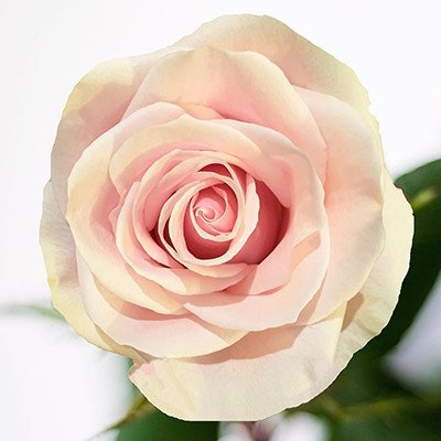 Rose-Pink-Mondial.jpg