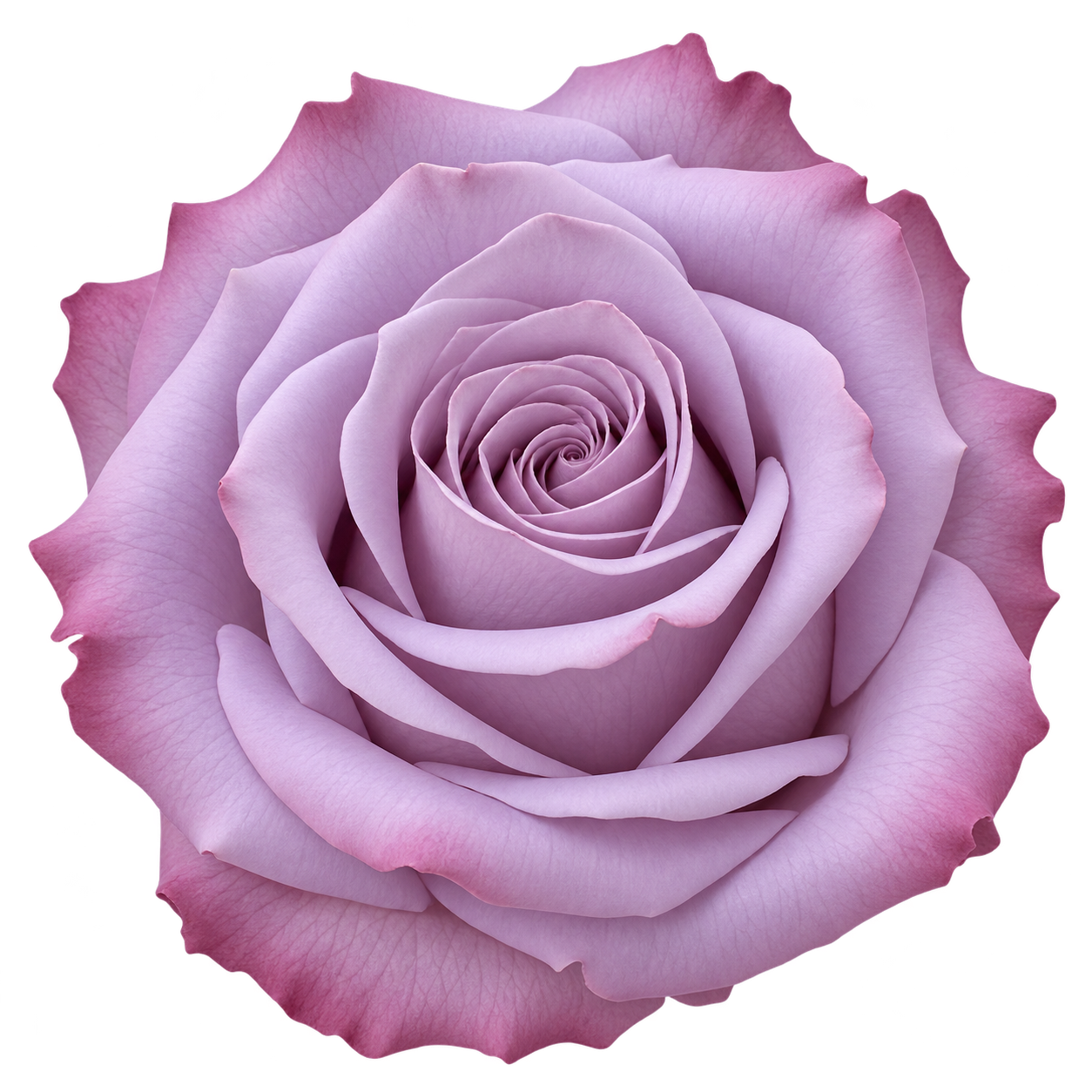 100 Roses "Cool Water" $1.58 each