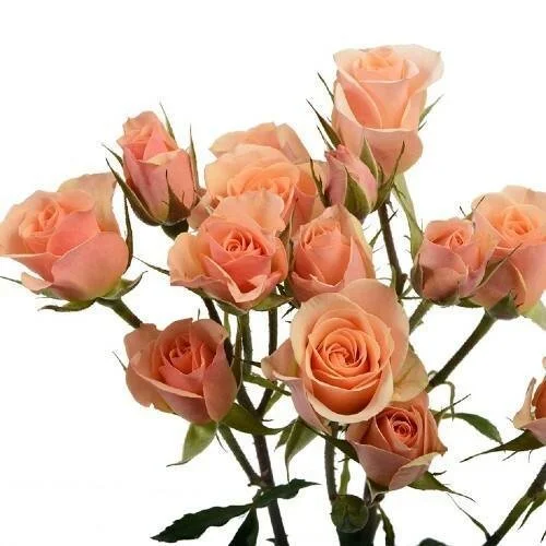 ilse-peach-pink-spray-rose-40cm-276460.jpg