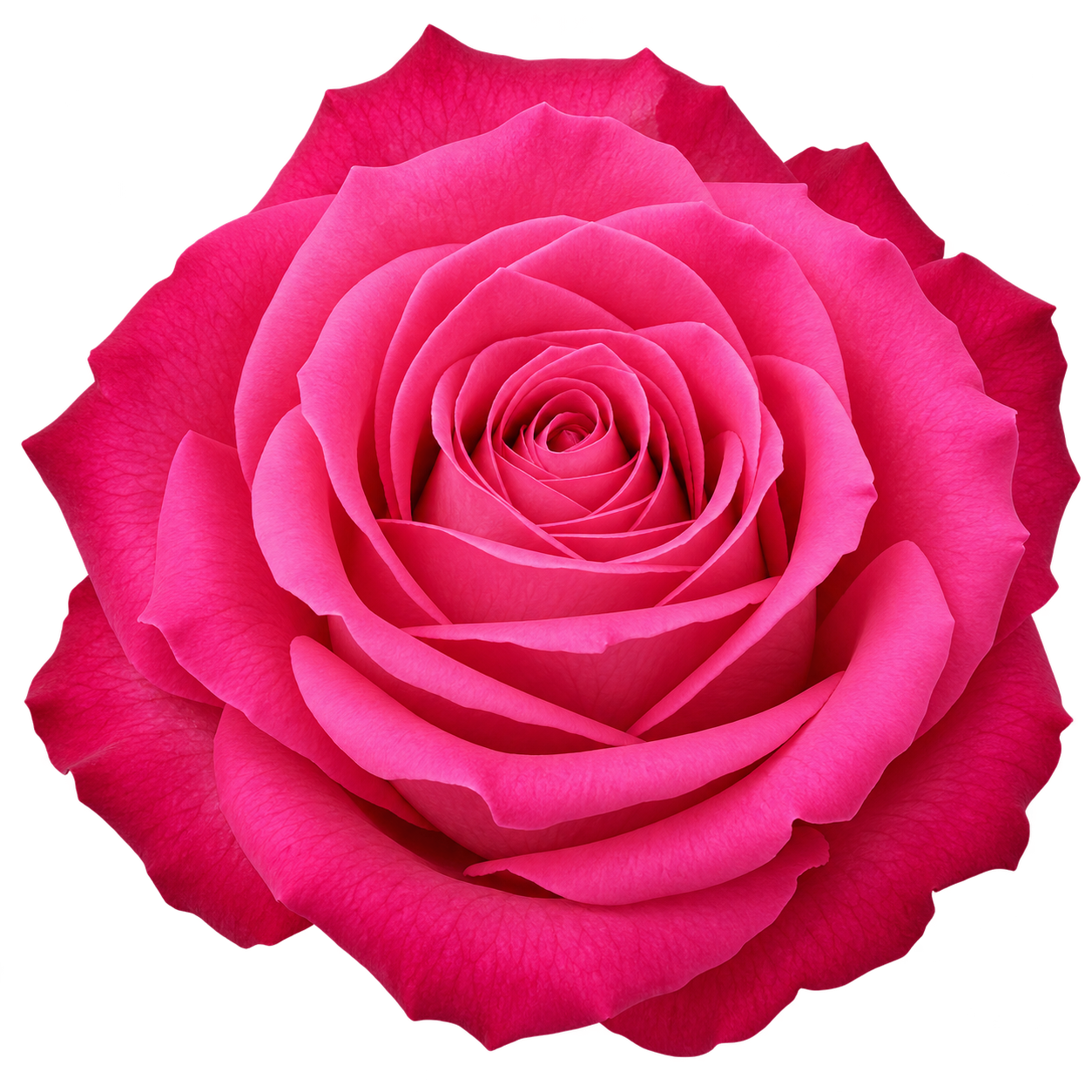 100 Pink Roses "Topaz" $1.58 each