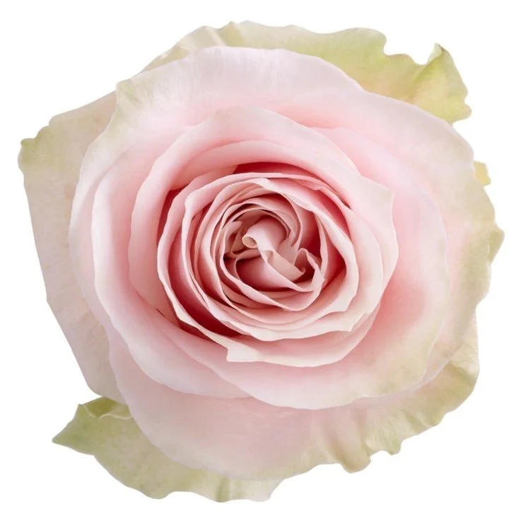100 Roses "Pink Mondial" $158
