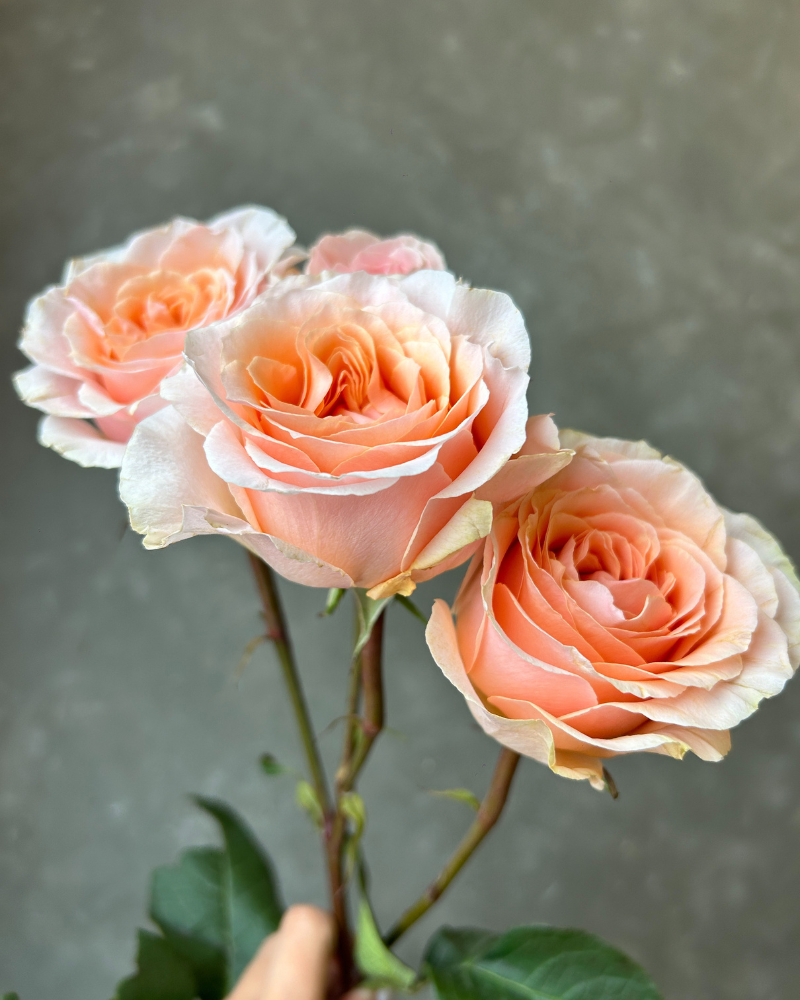 913-Al-Amour-Peach-Spray-Garden-Rose.png