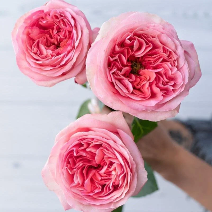 pink expression roses.jpg