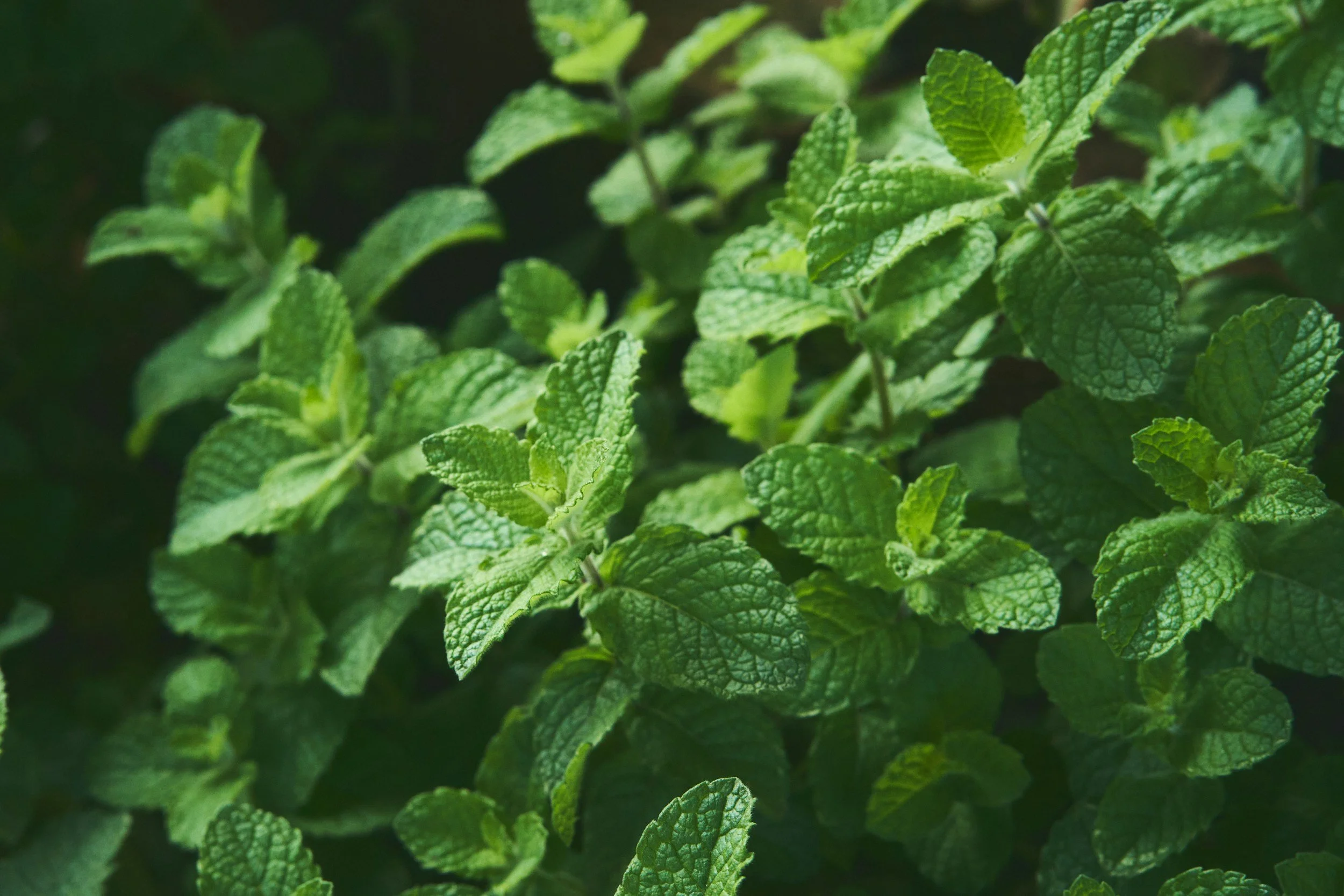 Mint- (chocolate, mountain, pineapple, apple)