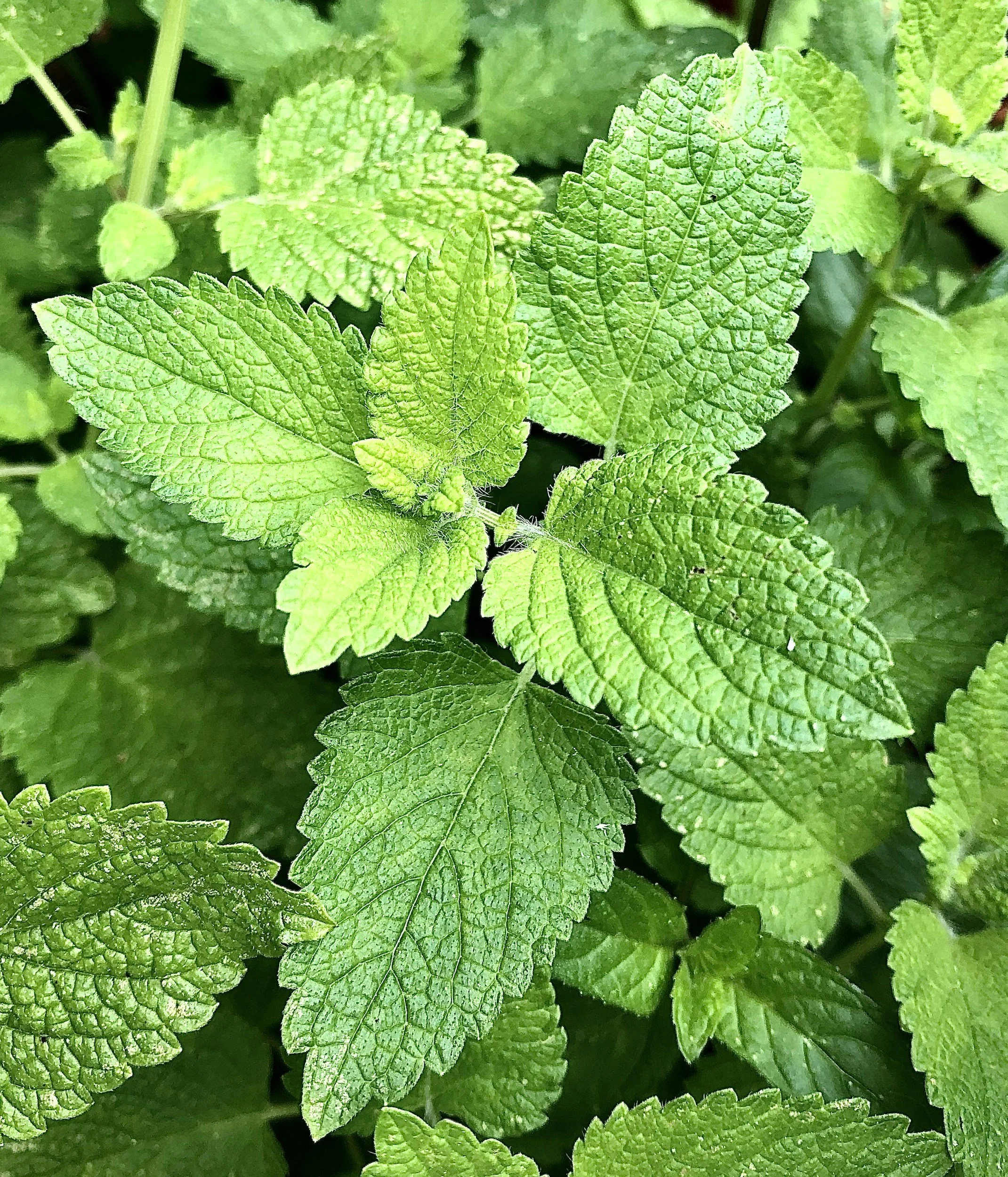 lemon balm