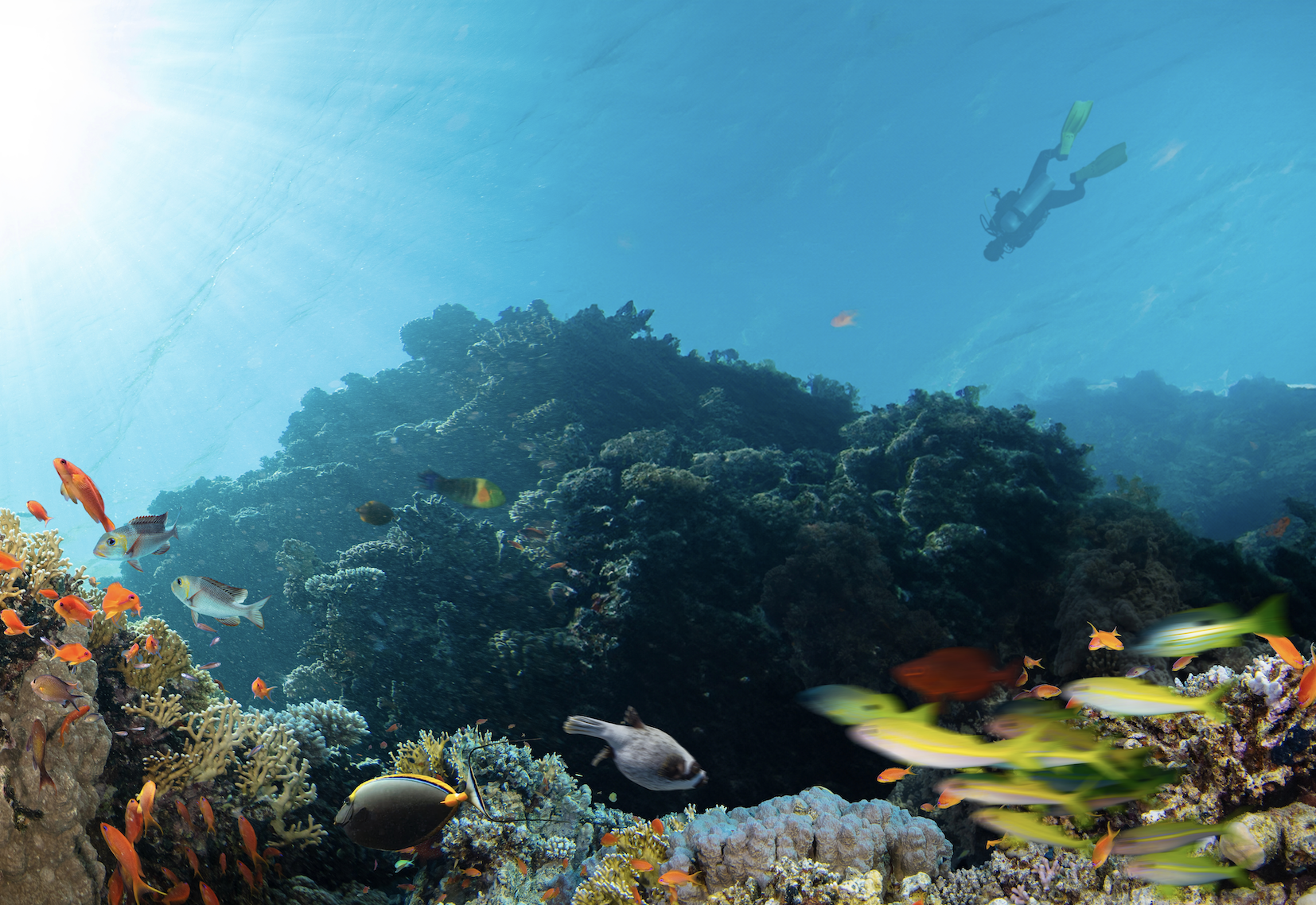 Ocean Champions: 2025’s Marine Marvels