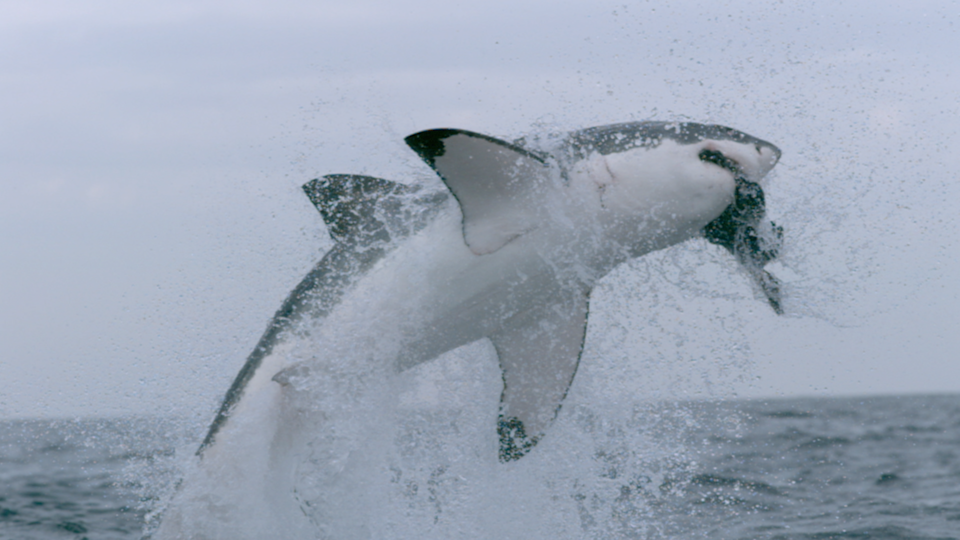 World Oceans Day 2026: Rethinking the Great White Shark