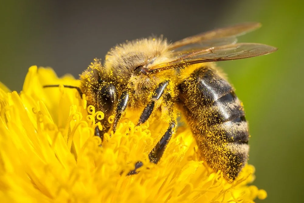 Why Honey Bees Matter