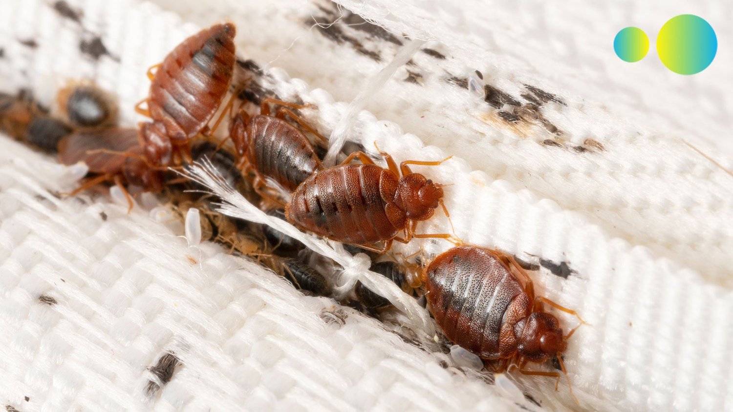 Japan Faces Bed Bug Resurgence: Are "Super Bugs" Invading? — Global Trekker