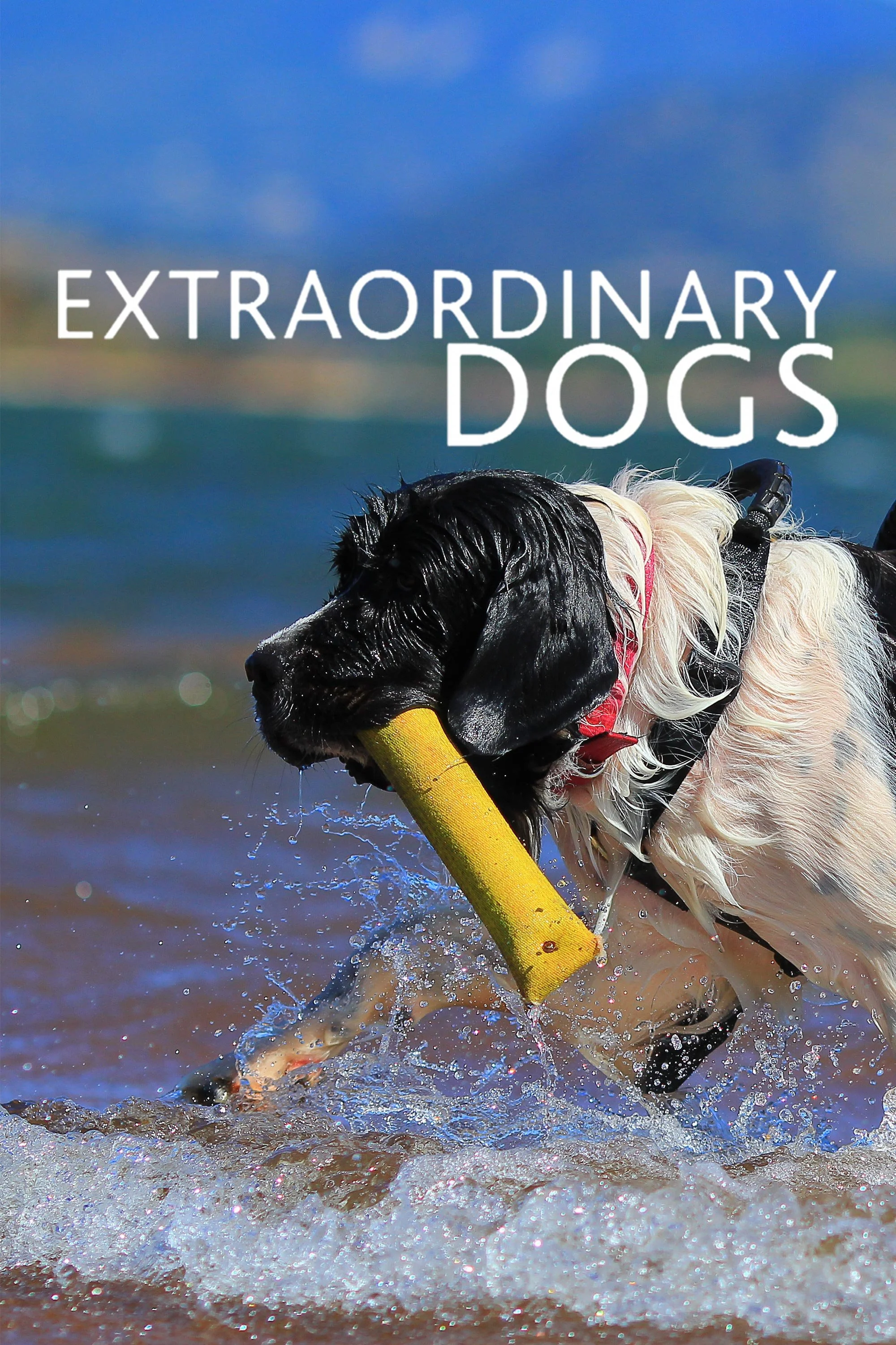 Extraoridinary-dog-2000x3000.jpg