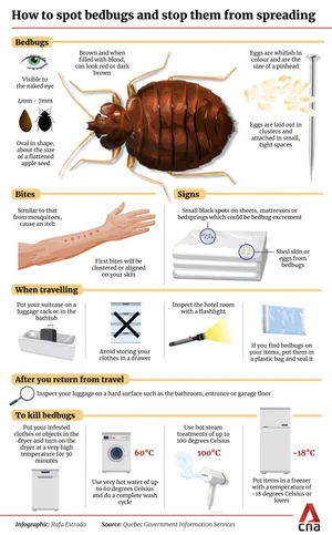 Japan Faces Bed Bug Resurgence: Are "Super Bugs" Invading? — Global Trekker
