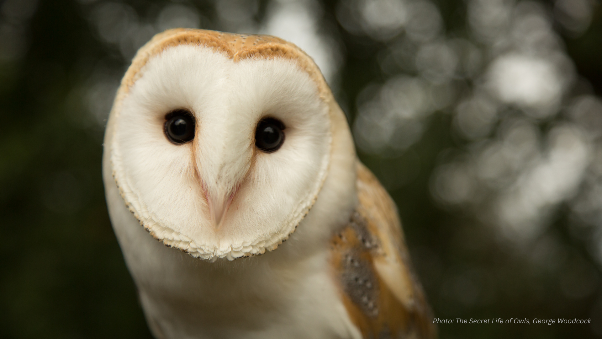 Masters of the Night: What Owls Really Do When the World Sleeps ...