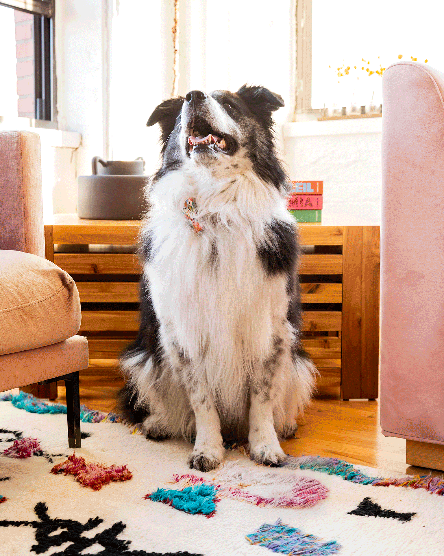A happy black and white dog sitting indoors on a colorful rug with a pink chair and wooden furniture in the background.