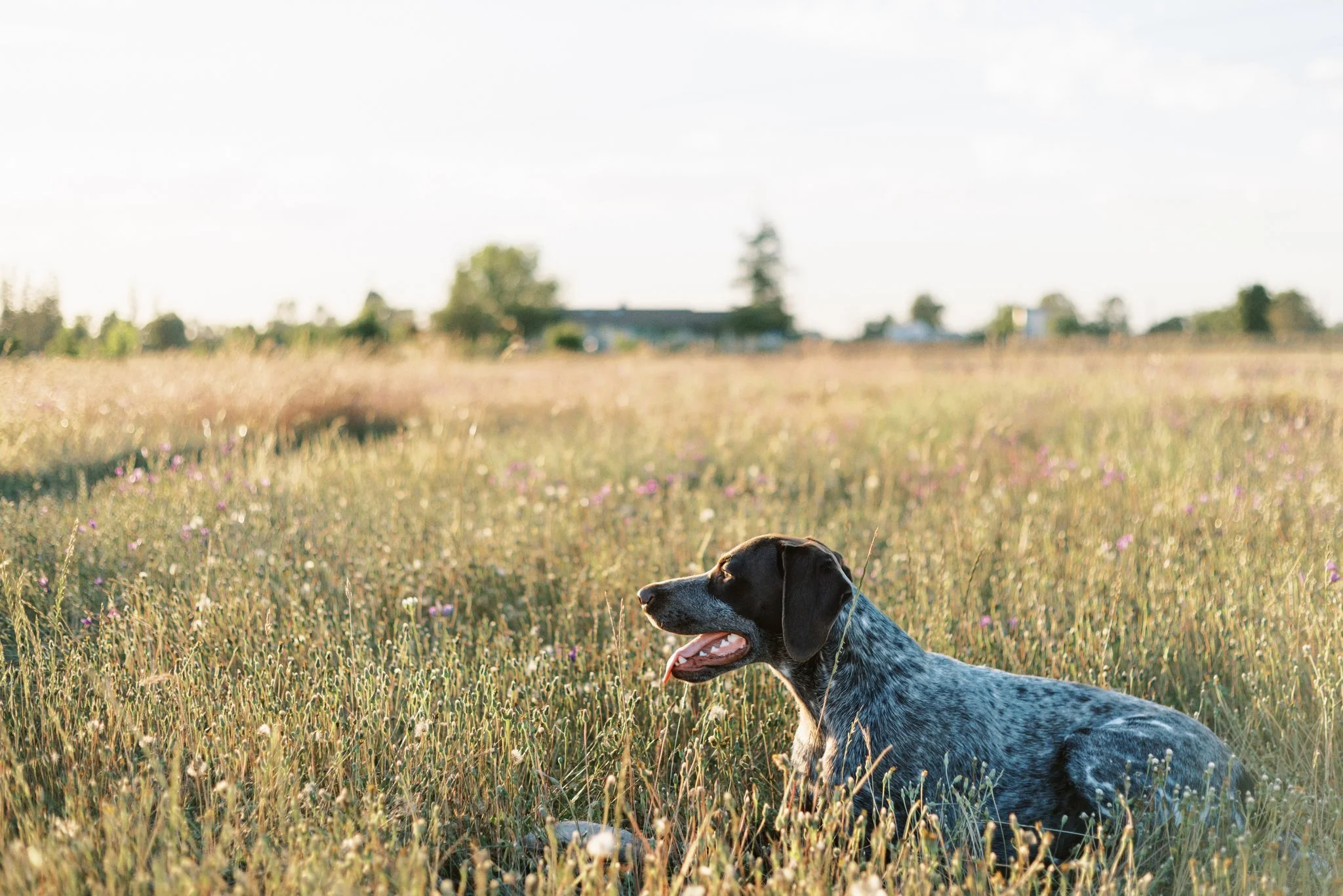Your List of Pet-Safe Plants (Plus a Few Types to Look Out For) — Sweet ...