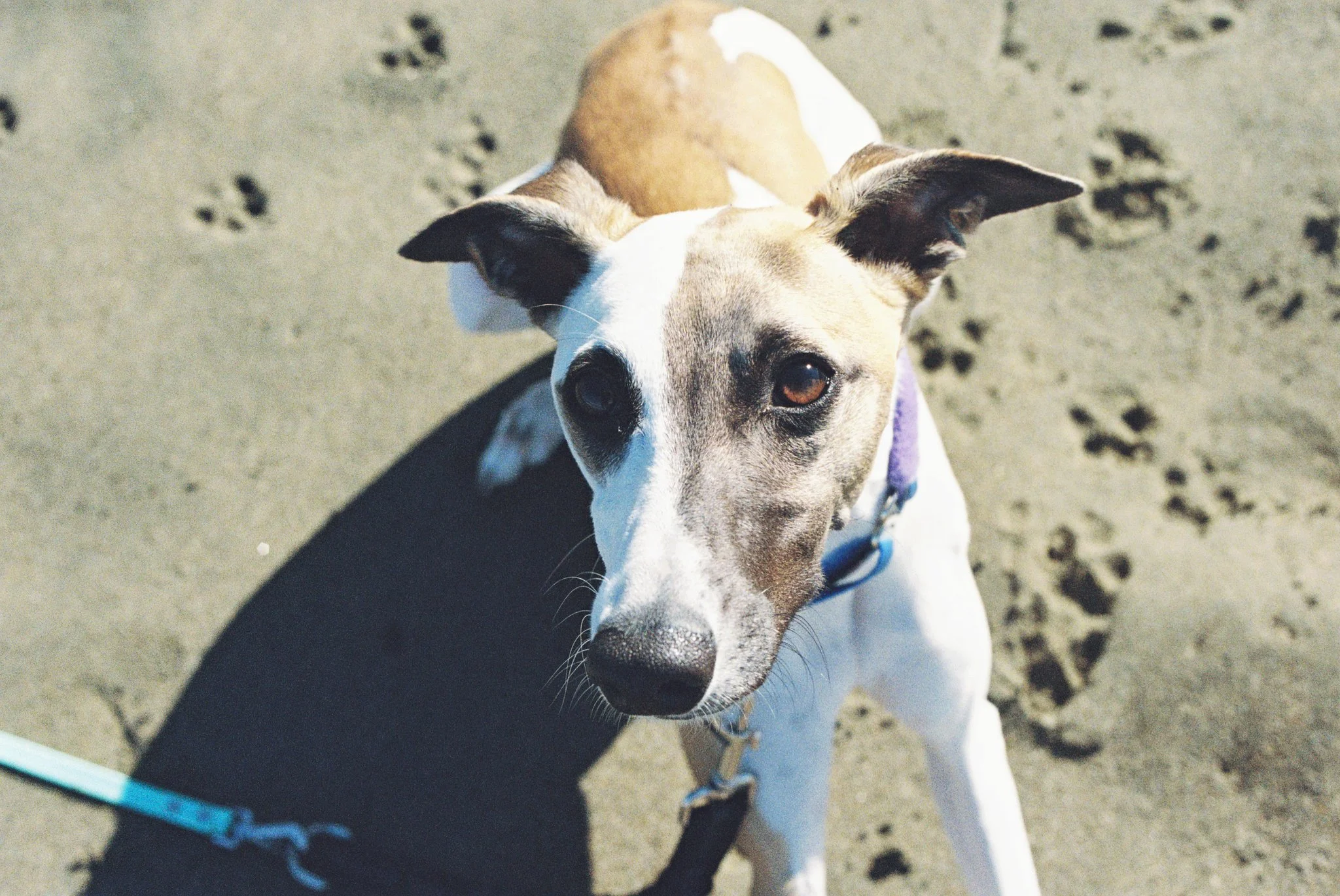 Starting Over with Pets: November, &amp; When My Dog Became My Anchor.