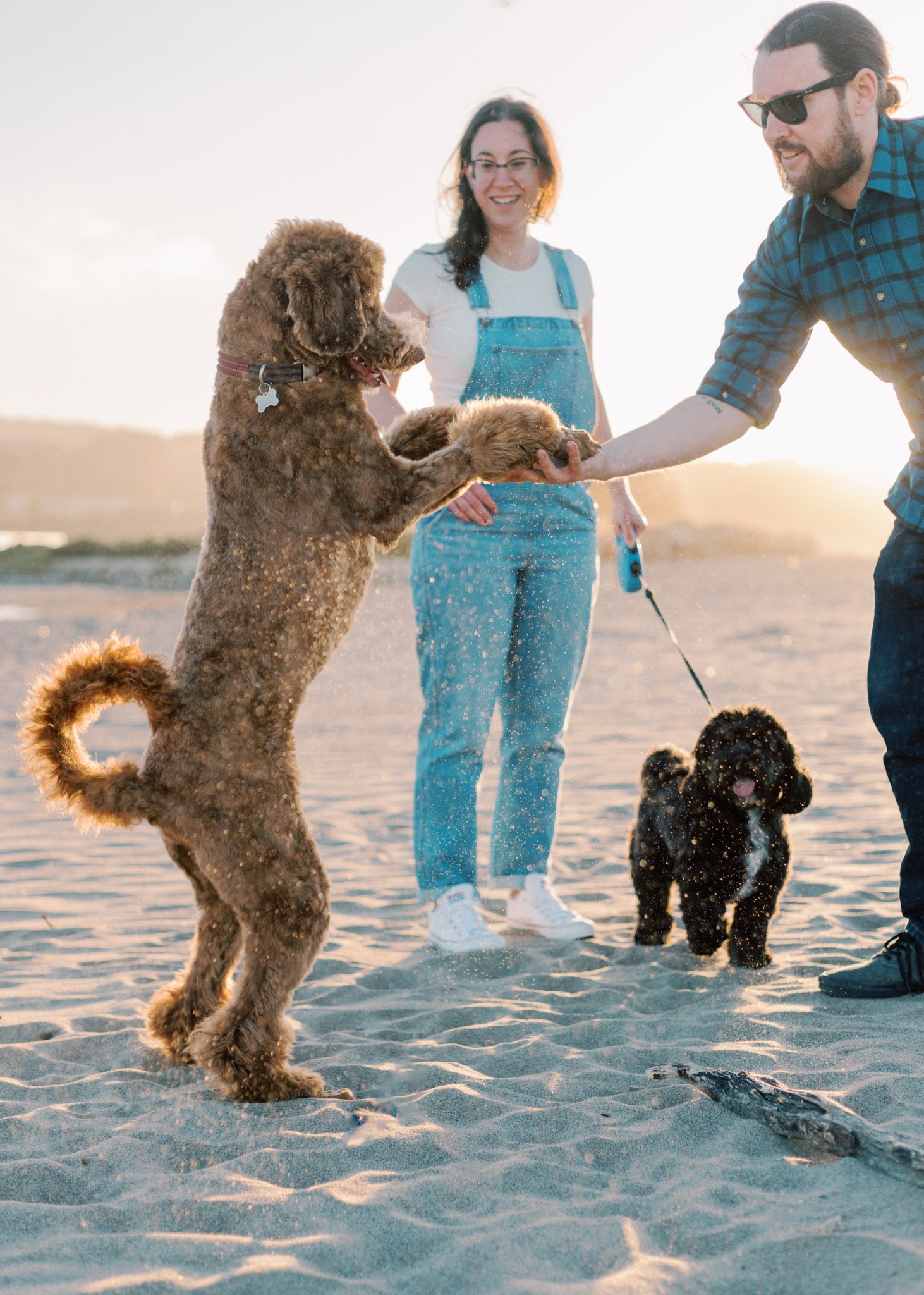 sacramento-pet-photography-7751.jpeg