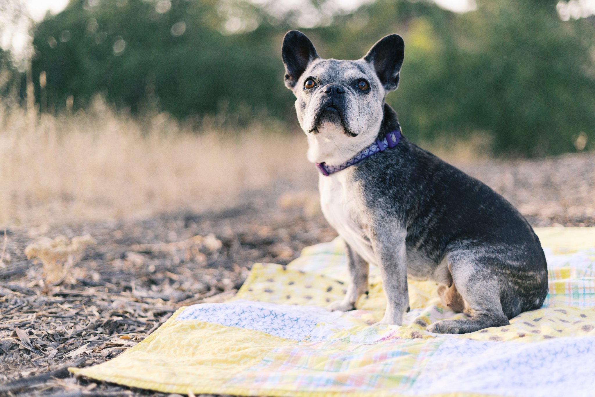 sacramento-pet-photography-7654.jpg