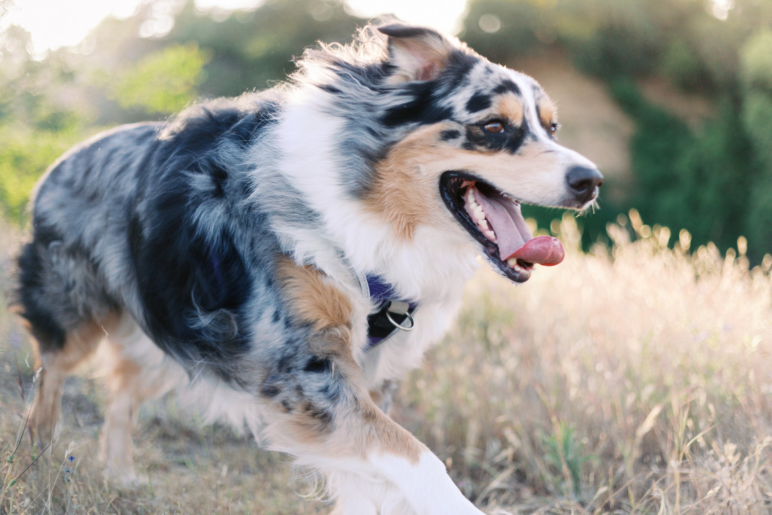 sacramento-pet-photography-00661.jpg