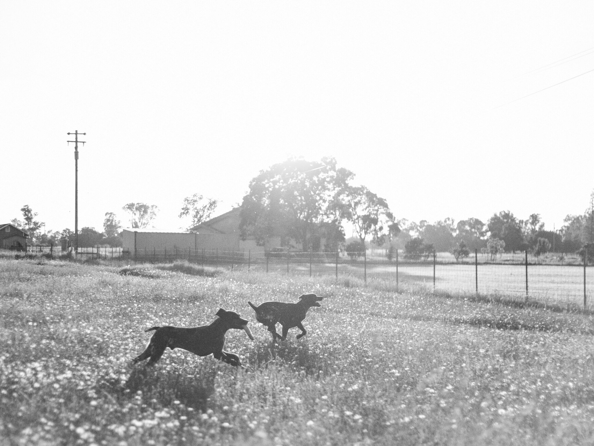sacramento-pet-photographer-0983.jpg