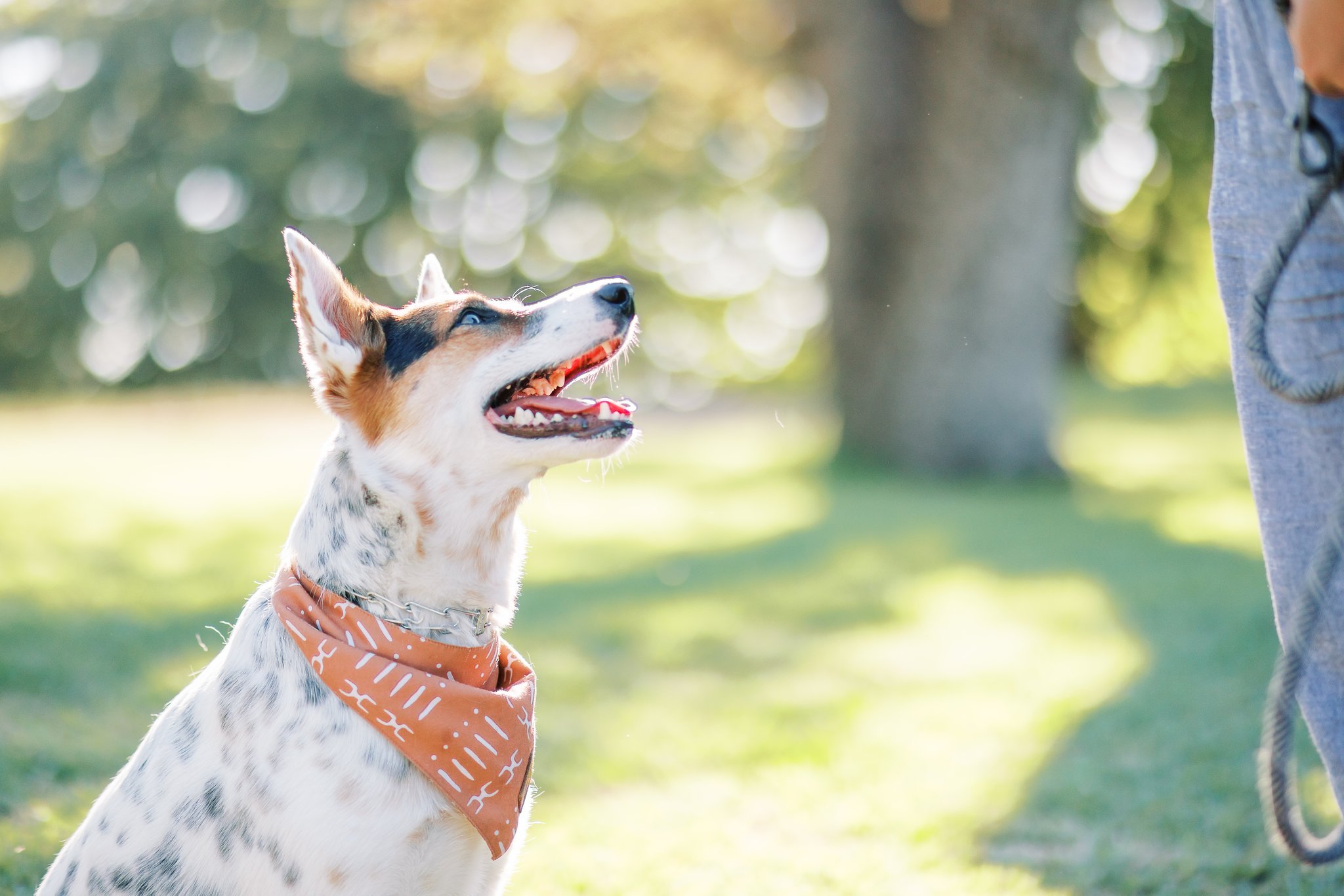 gibson-ranch-park-dog-session-10.jpg