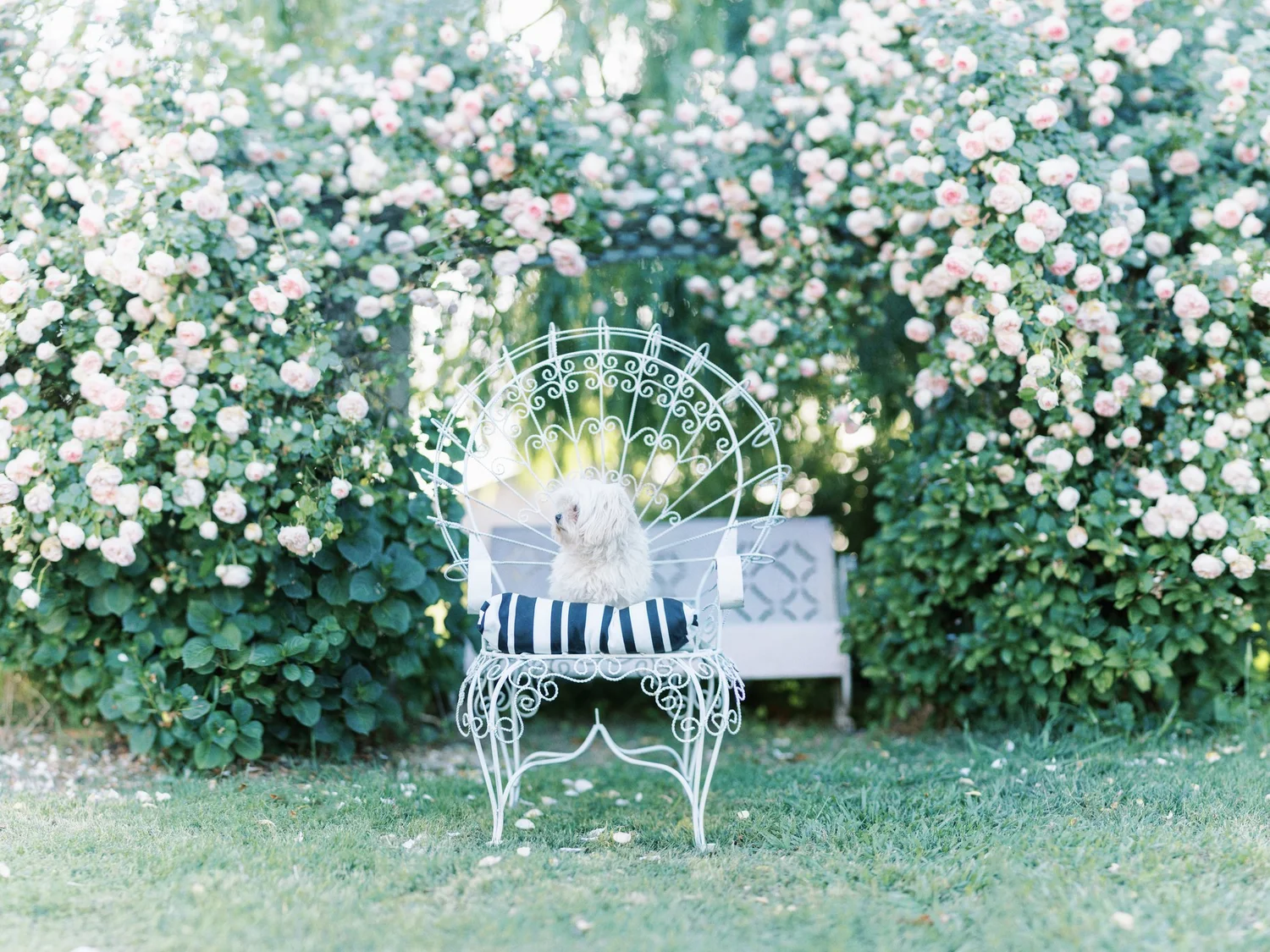 Your List of Pet-Safe Plants (Plus a Few Types to Look Out For) — Sweet ...