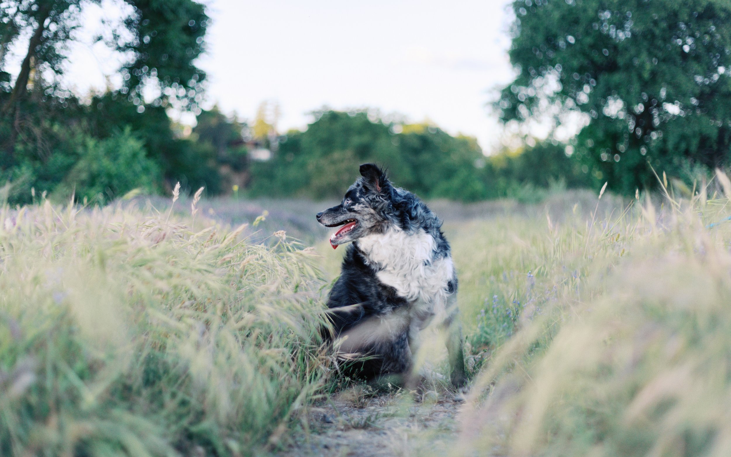 sacramento-pet-photography-0752.jpg