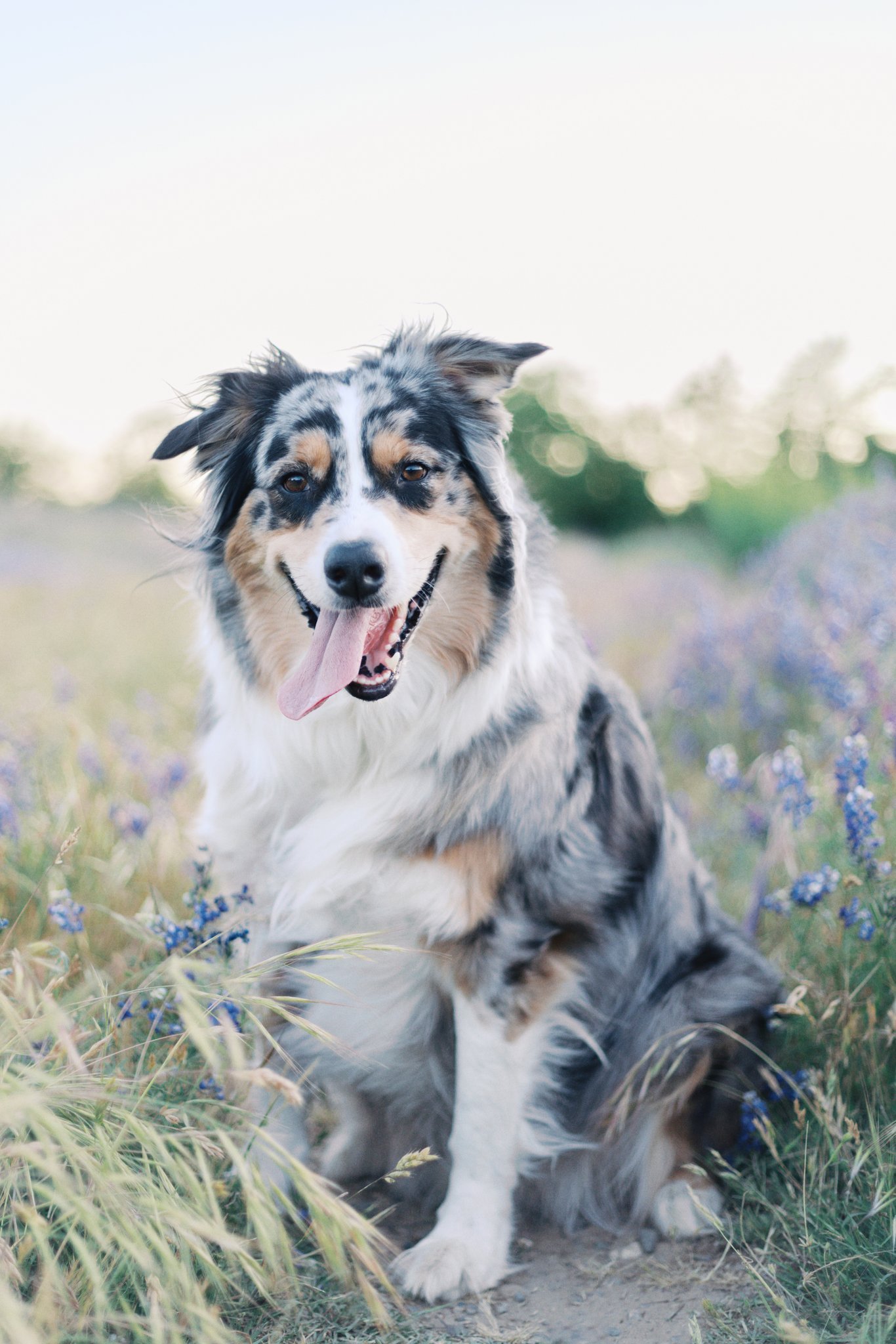sacramento-pet-photography-00799.jpg