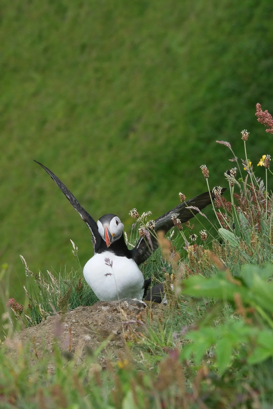puffin-dyrholaey-iceland.jpg