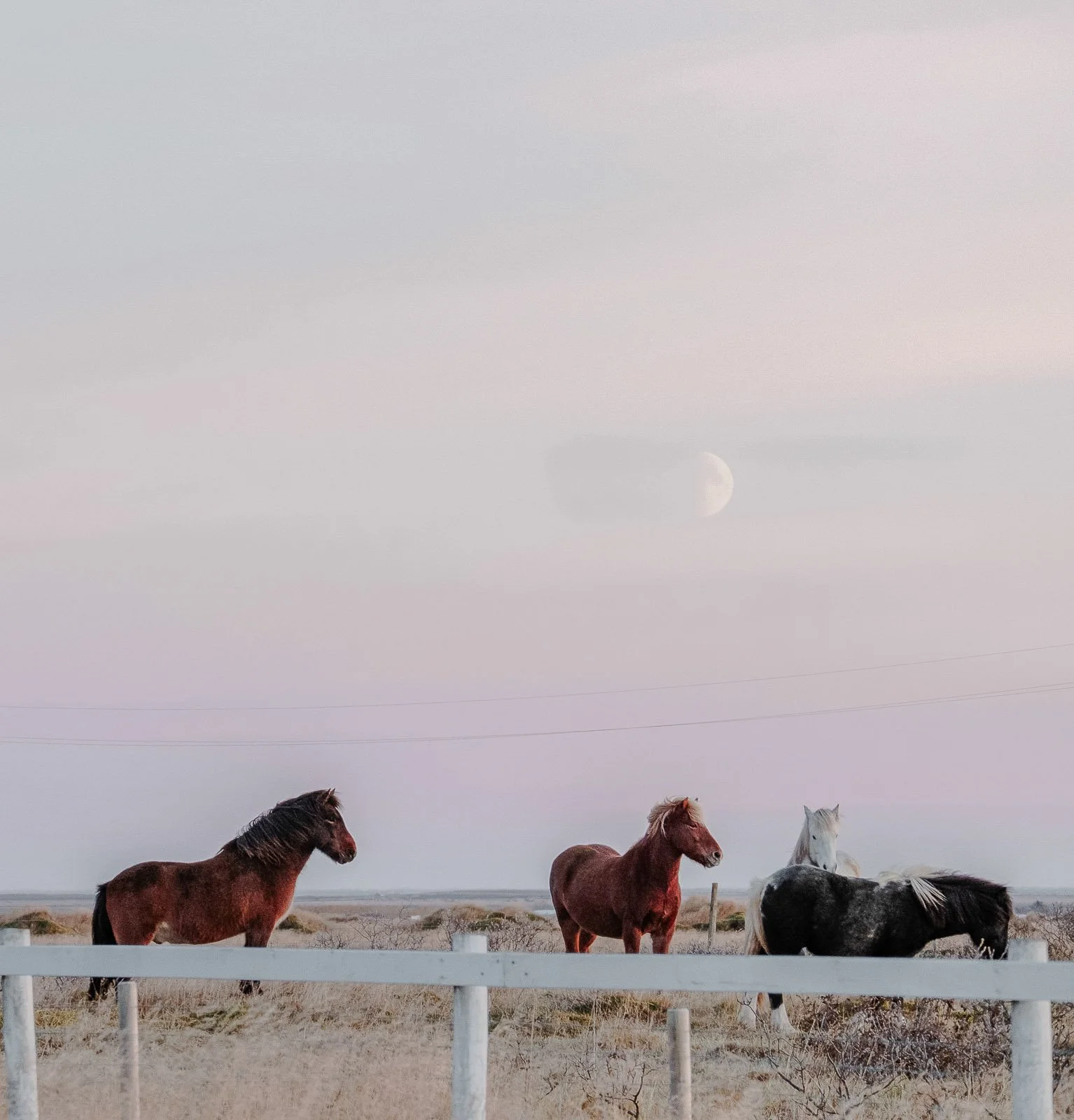 iceland-horses-moody.jpg