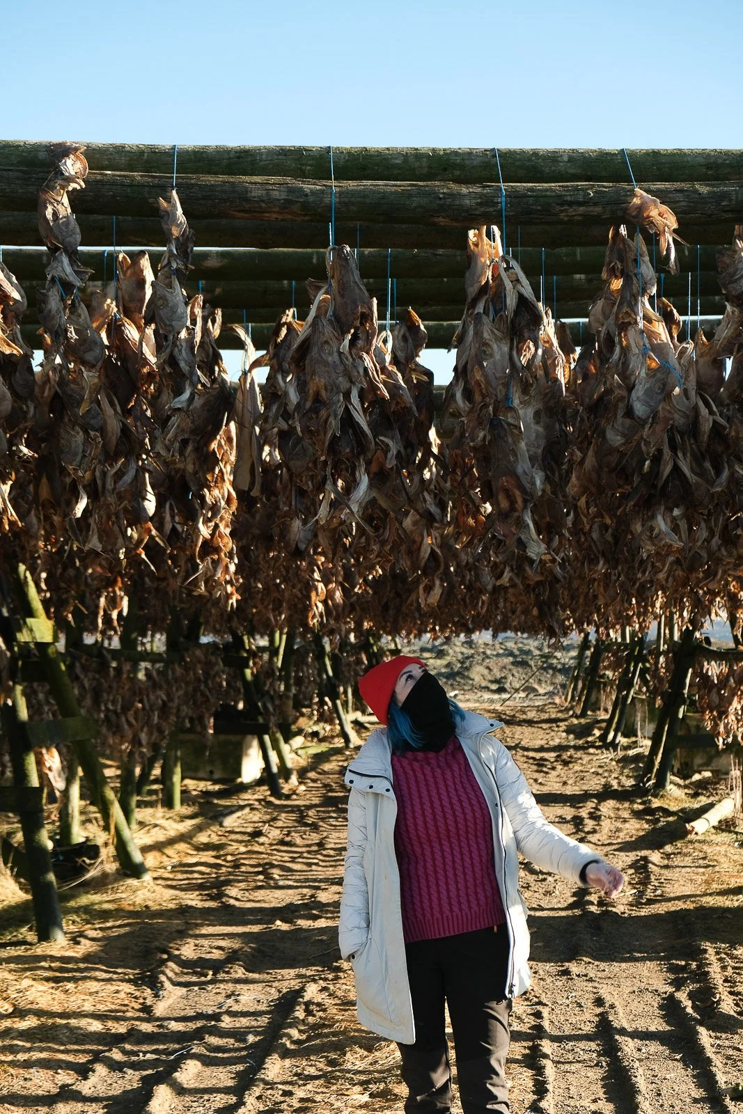 A woman with colorful hair, a black face mask, red beanie, white jacket, and red sweater walking through a tobacco drying barn with hanging tobacco leaves.