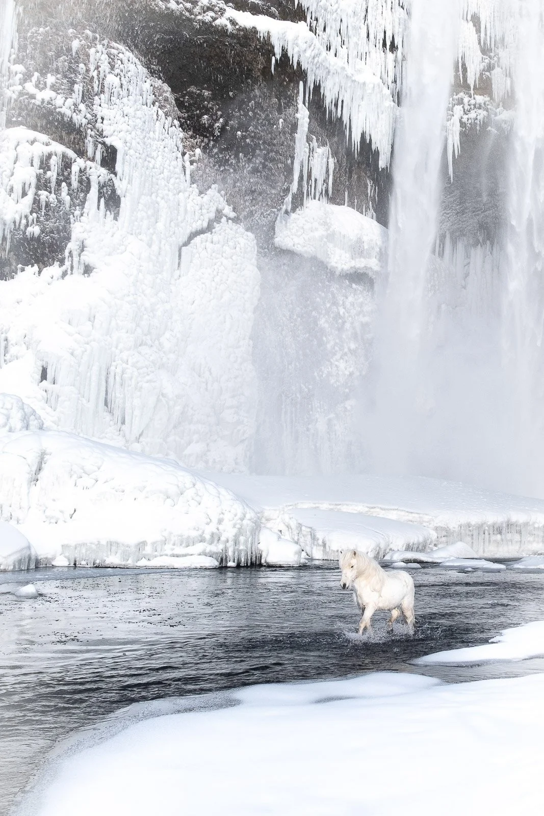 iceland-wildlife-waterfall-unique-moment