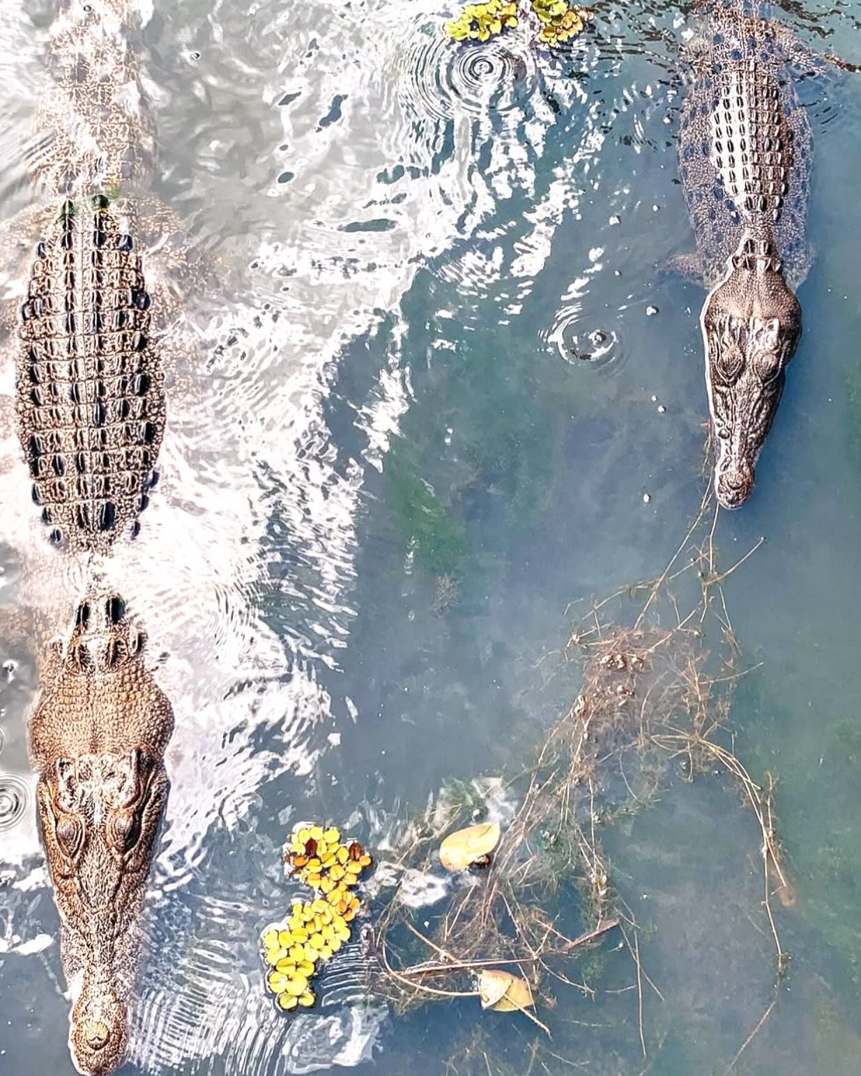 You can now listen on your podcast app of choice, to journey of the glorious Faye. She hit the road to travel Australia hating crocodiles, but then with a twist of fate, she ended up working intimately with them at @topendsafaricamp. And that&rsquo;s