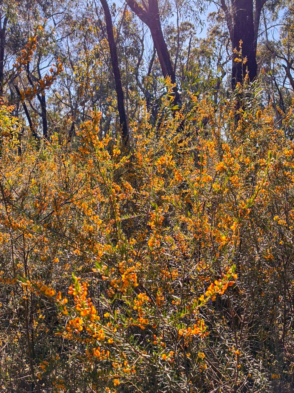Hike guide pigeon house mountain brigid moloney-2.jpg