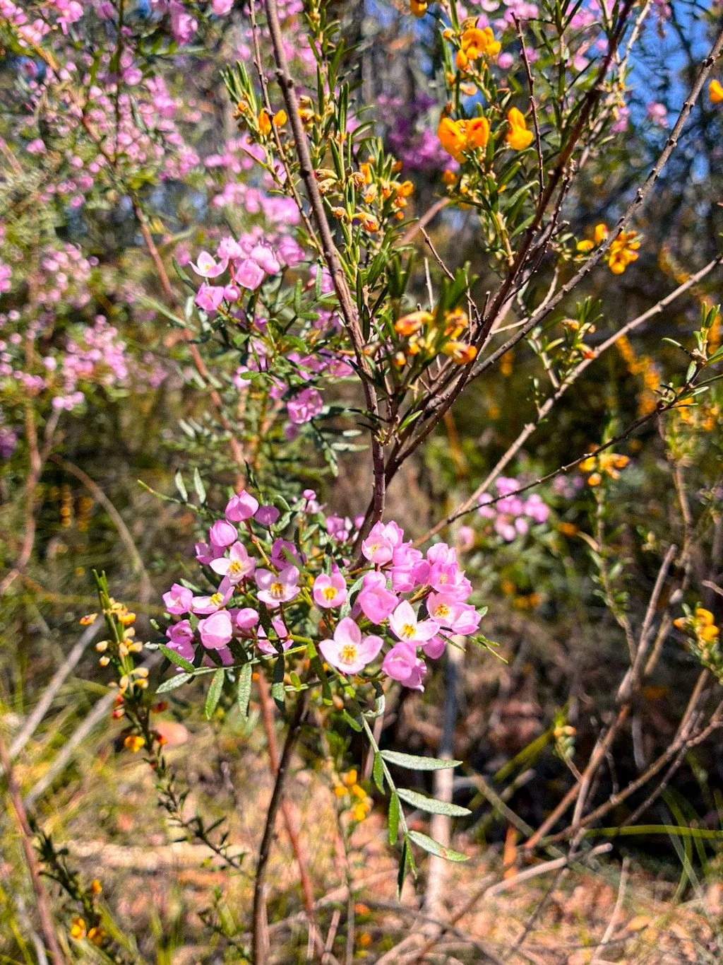 Hike guide pigeon house mountain brigid moloney-14.jpg