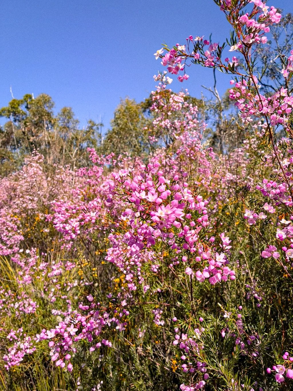 Hike guide pigeon house mountain brigid moloney-17.jpg