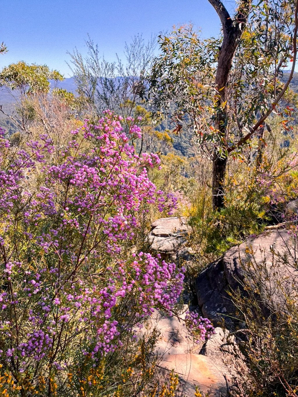 Hike guide pigeon house mountain brigid moloney-18.jpg