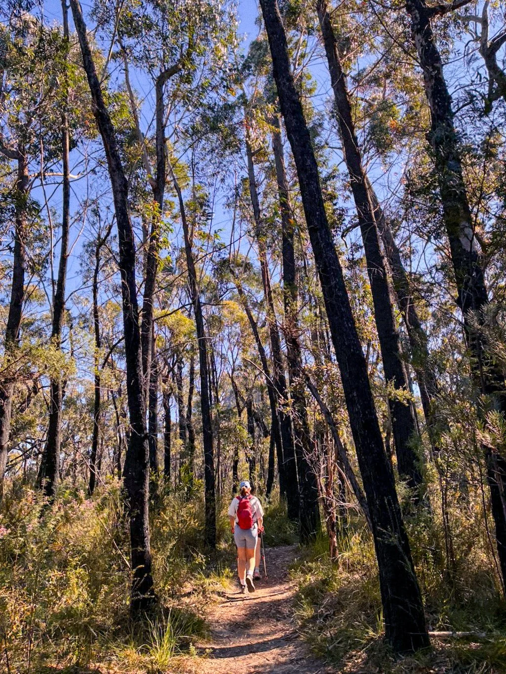 Hike guide pigeon house mountain brigid moloney.jpg