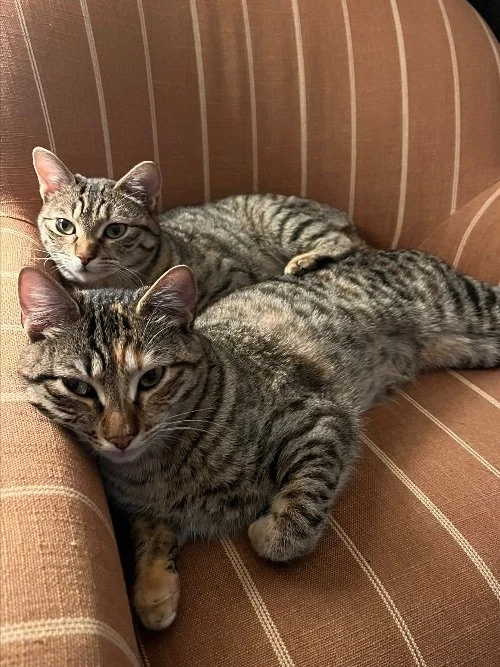 The Cats: Nori &amp; Kombu