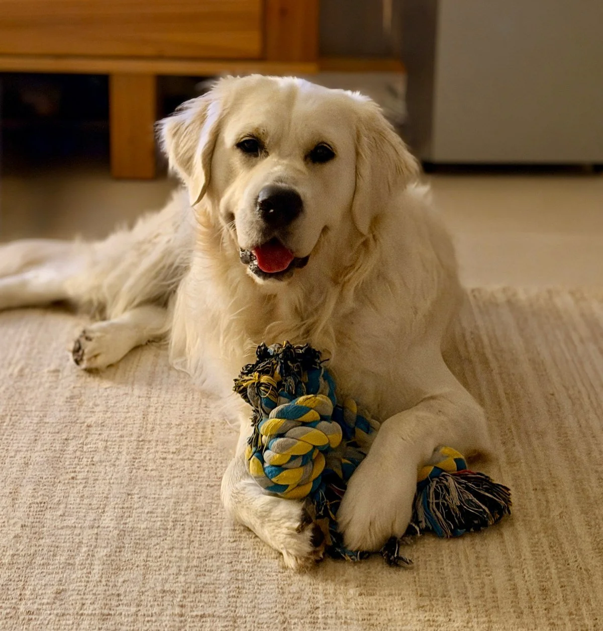 A happy golden retriever lying on a beige carpet with a blue, yellow, and black rope toy in its front paws, in a cozy indoor setting.