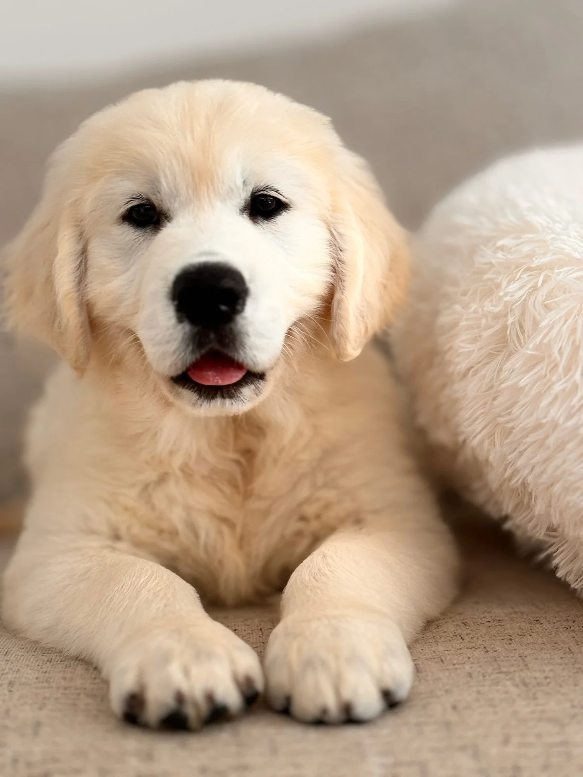 A adorable Golden Retriever puppy lying on a beige surface, with its tongue slightly out and looking at the camera, next to a fluffy white blanket.