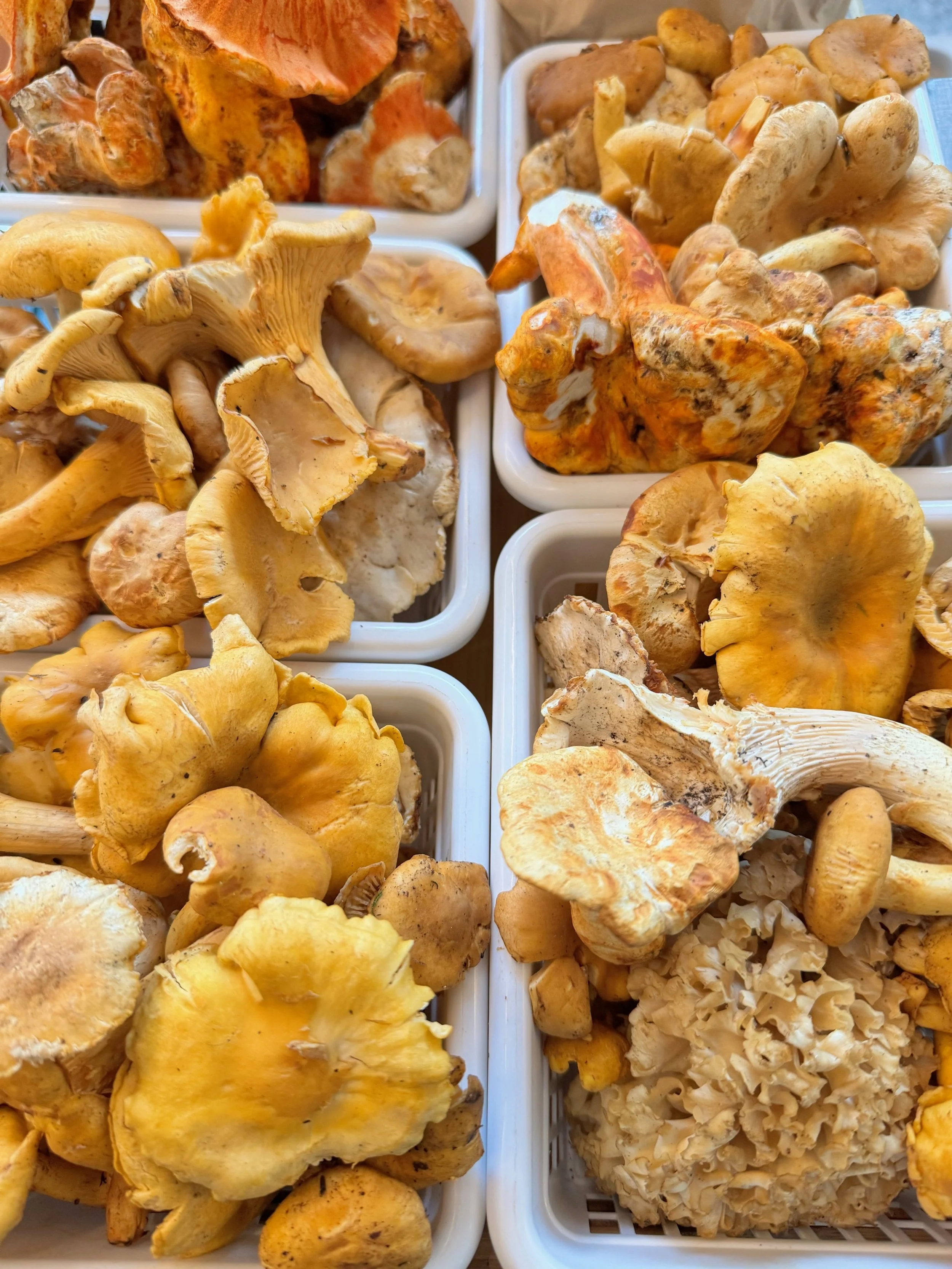 White baskets filled with foraged wild mushrooms of various shapes, sizes, and colors, mainly yellow, orange, and beige.