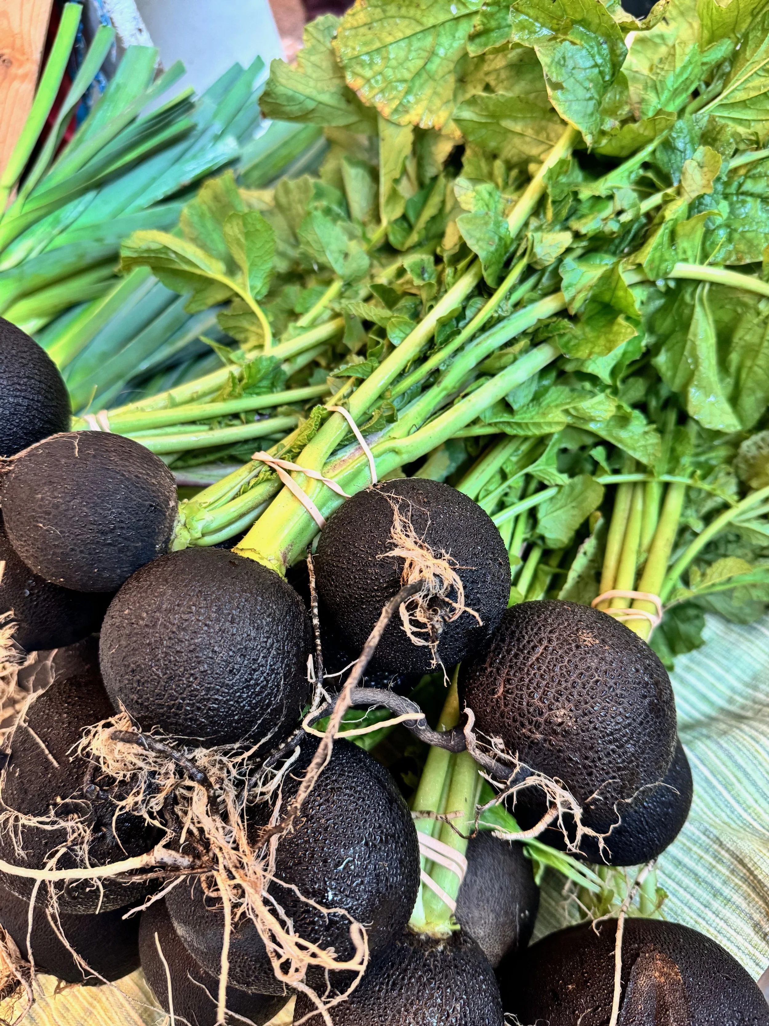 Close-up of a bunch of fresh black radishes with green leafy tops, roots, and soil on their textured black skins.